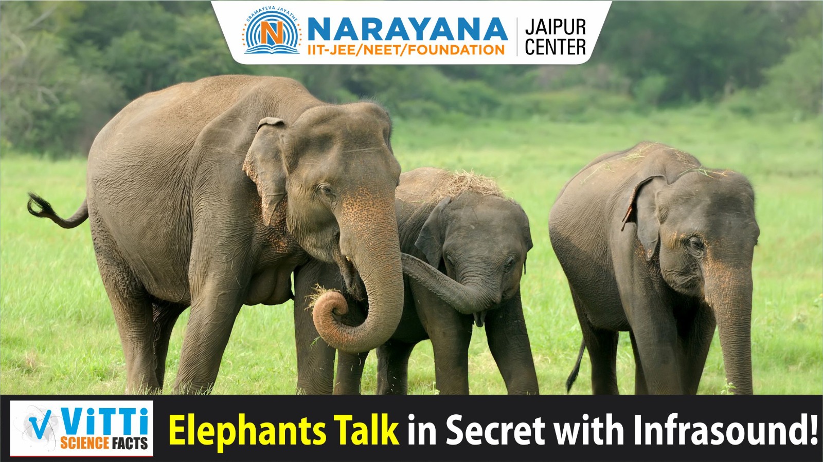 Elephants Talk in Secret with Infrasound!