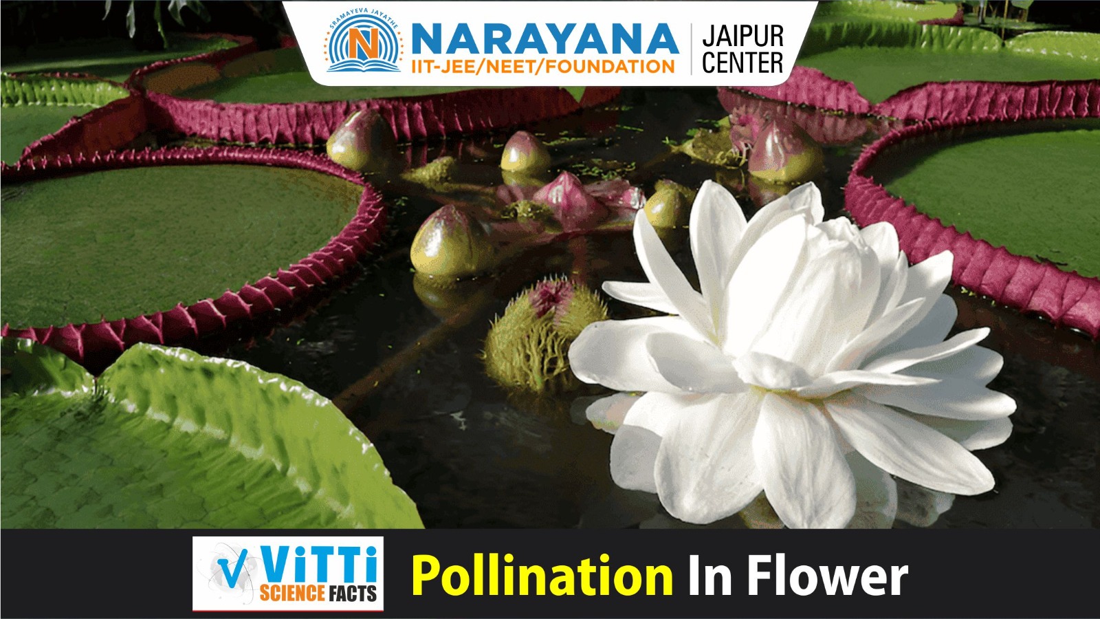 Pollination in Flower