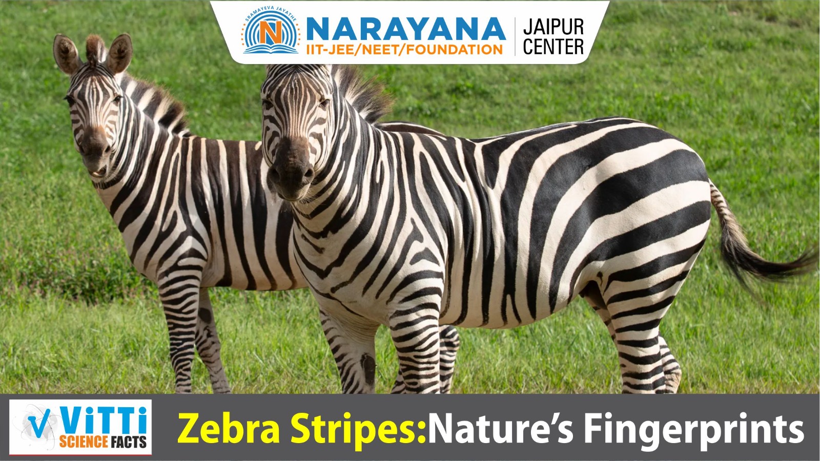 Zebra Stripes: Nature’s Fingerprints
